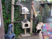 cattery_dolphinton01010003.jpg