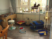 cattery_dolphinton01010007.jpg