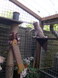 cattery_dolphinton01010020.jpg