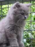 cattery_dolphinton01010021.jpg