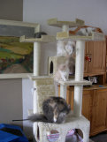 cattery_dolphinton01010023.jpg