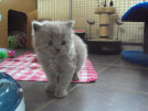 cattery_dolphinton01010027.jpg