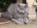 cattery_dolphinton01010029.jpg