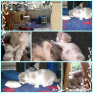 cattery_dolphinton01015007.jpg