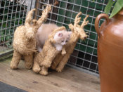 cattery_dolphinton01015009.jpg